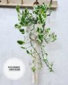 cách làm giỏ treo cây macrame